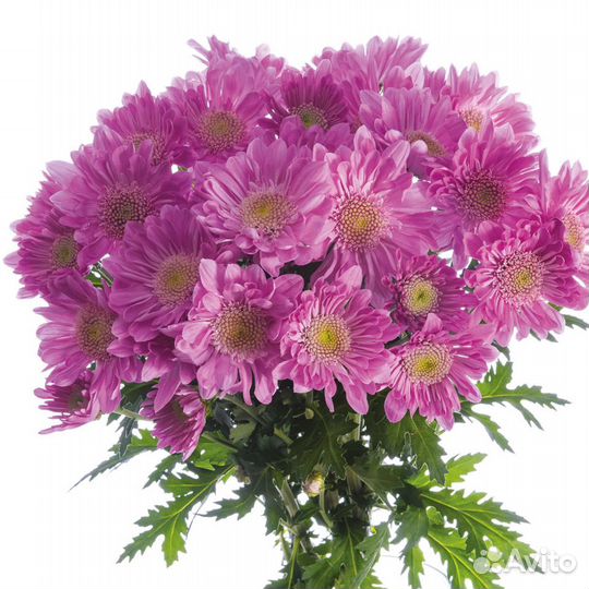 Хризантема Кустовая Оптом MIX