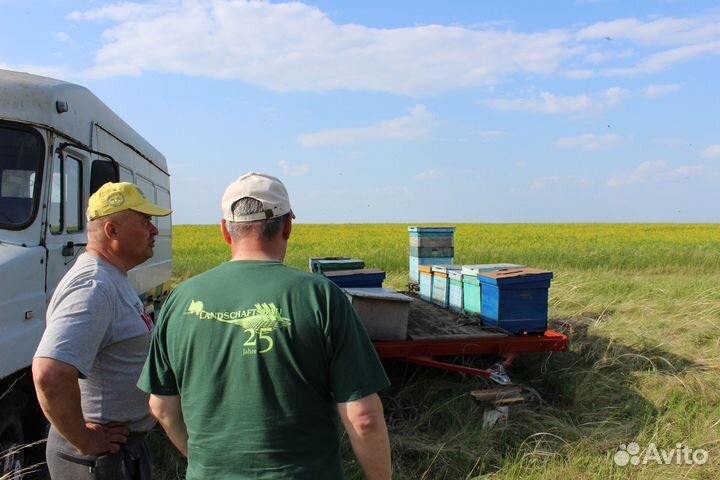 Мёд - своя пасека - оптом, от 1 кг. Омск