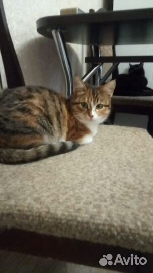 Кошечка Краска