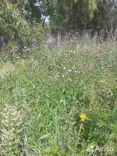 Осот полевой