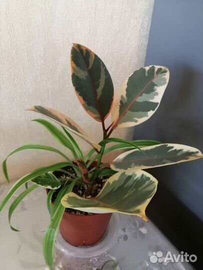 Фикусы, пеперомия, опунция и др