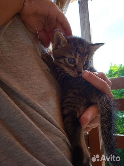 Котенок полосатый 1 месяц