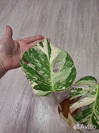 Монстера вариегатная альба