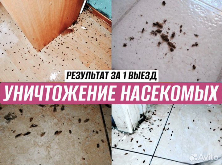 Дезинфекция, уничтожение тараканов, клопов