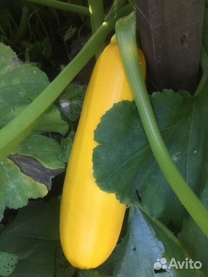 Помидоры, кабачки