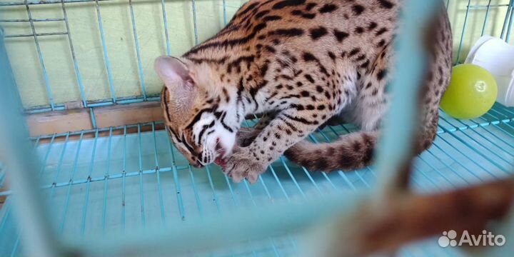 Доступен самец Алка. Алк азиатский кот