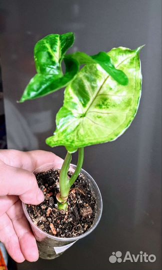 Комнатные цветы Обновлен 10.07