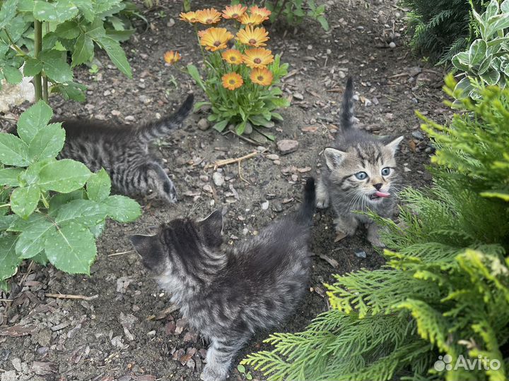 Котята в добрые руки