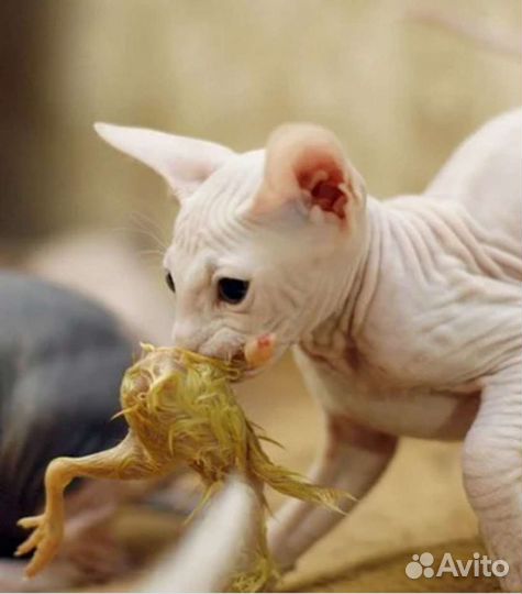 Суточные цыплята на корм животным, замороженные