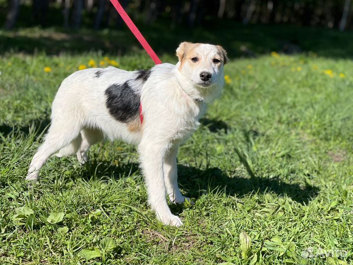 Щенок в добрые руки бесплатно из приюта
