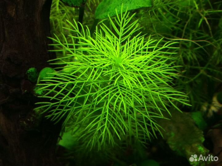 Погостемон эректус, амбулия и др