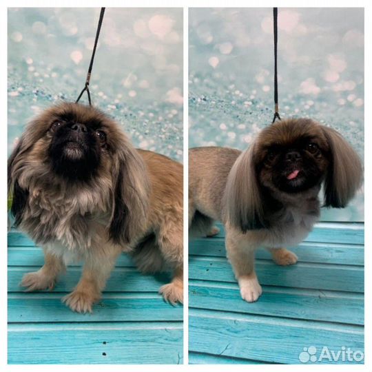 Стрижка собак и кошек