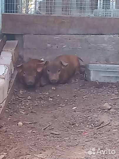 Поросята дюрок