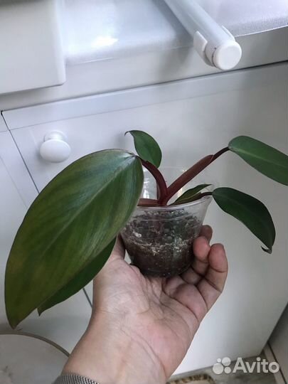 Филодендрон Клубничный шейк