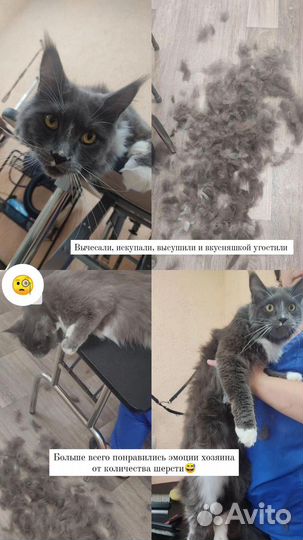 Груминг собак и кошек