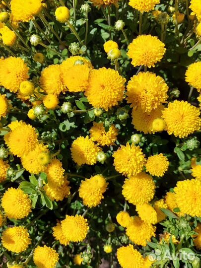 Хризантема