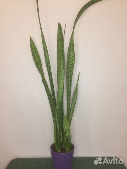 Сансевиерия фикус