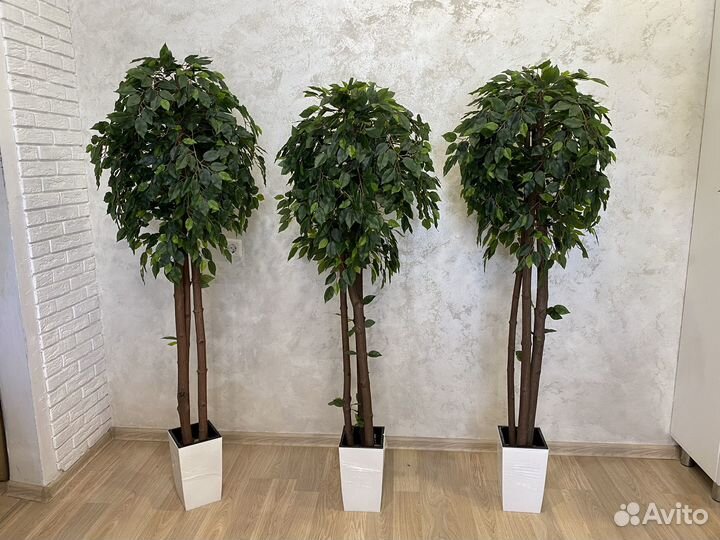 Искусственное дерево манго