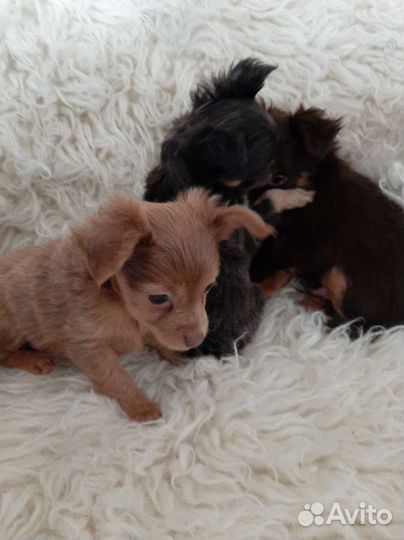 Мини той-терьер щенки