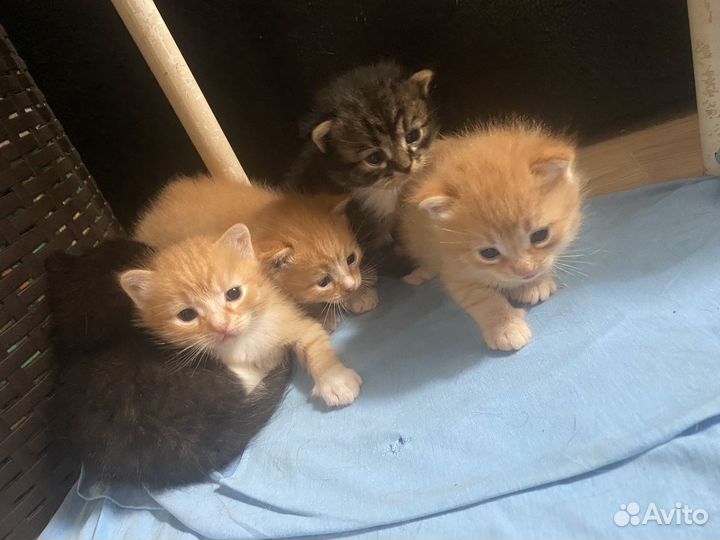 Котята бесплатно