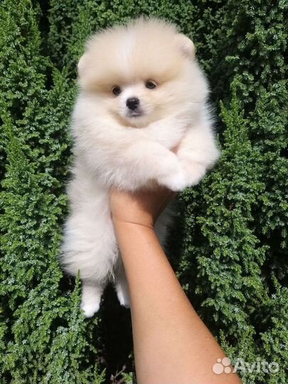 Кремовый Красавчик Померанский шпиц