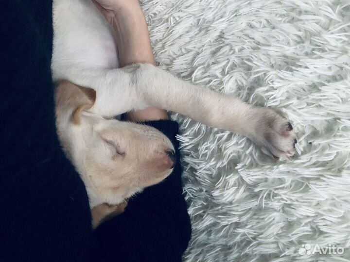 Щенок лабрадора