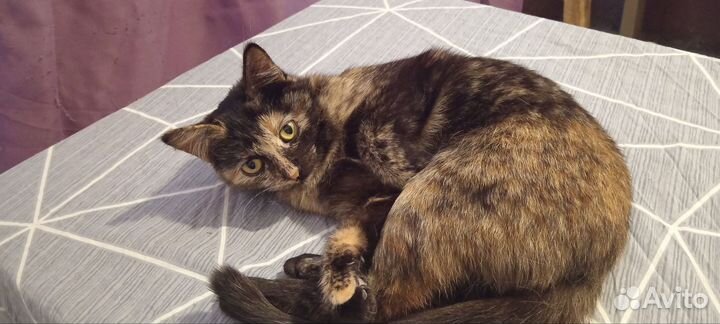 Кошечка в дар