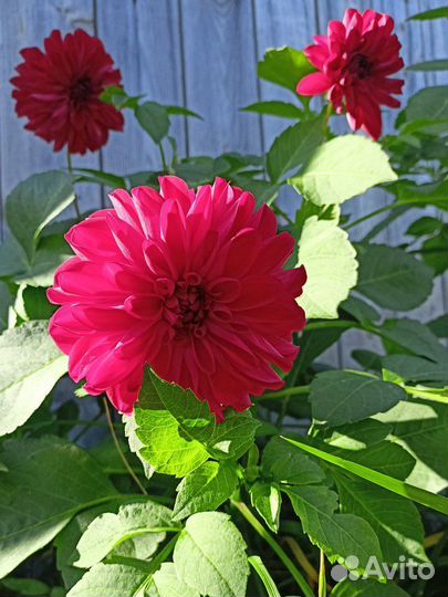 Георгины (клубни)