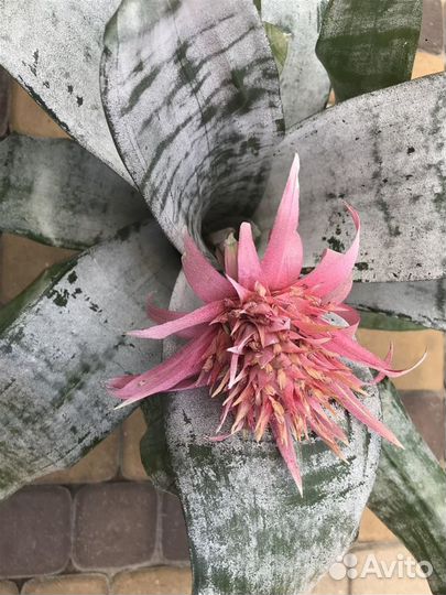 Эхмея,Сансев,Мимоза,Гибискус,Кливия,Драцена,Герань