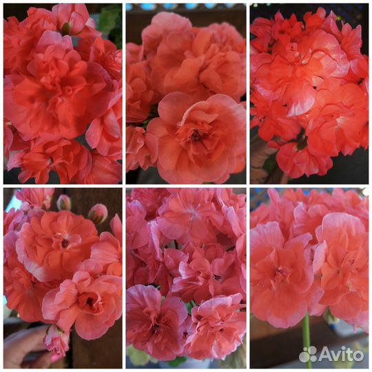 Пеларгонии сортовые коллекционные