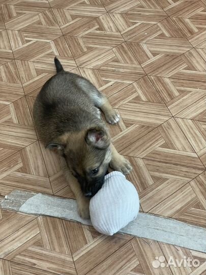 Щенок