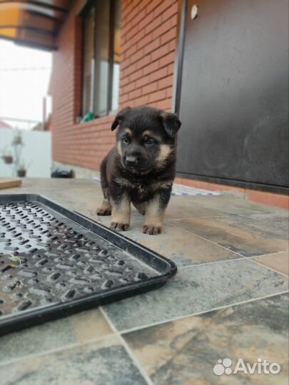 Щенки немецкой овчарки