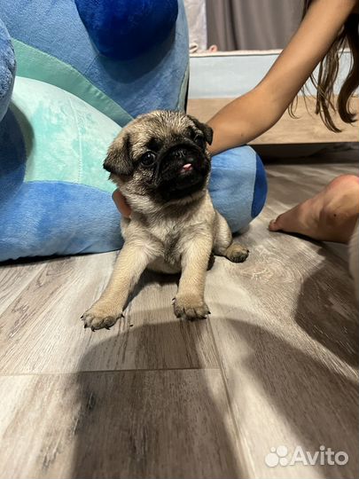 Щенки мопса