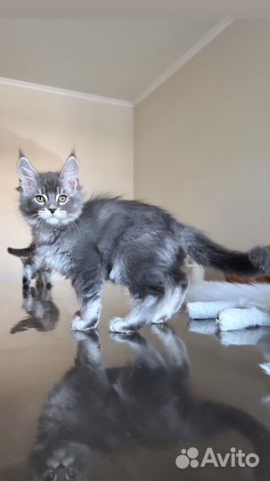 Мейн-кун котята девочка