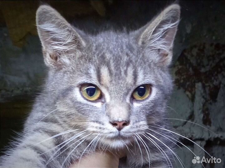 Ну просто замечательнейший котенок