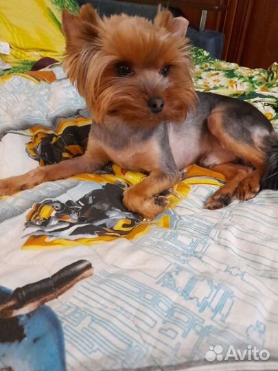 Йоркширский терьер вязка мальчик