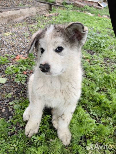Щенки маламут