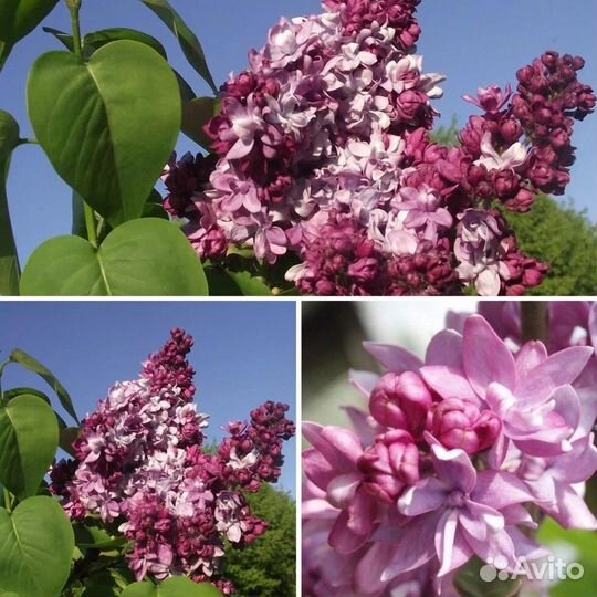 Сирень Маршал Малиновский