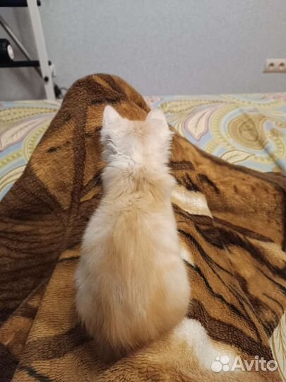 Котёнок ласковый в дар