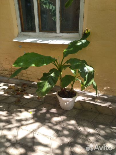 Банановая пальма