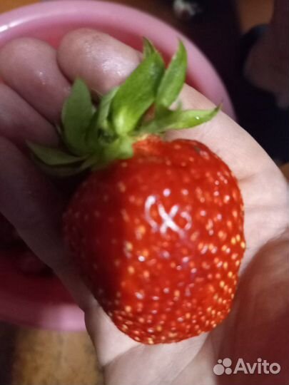 Рассада клубники