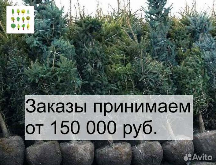 Ель