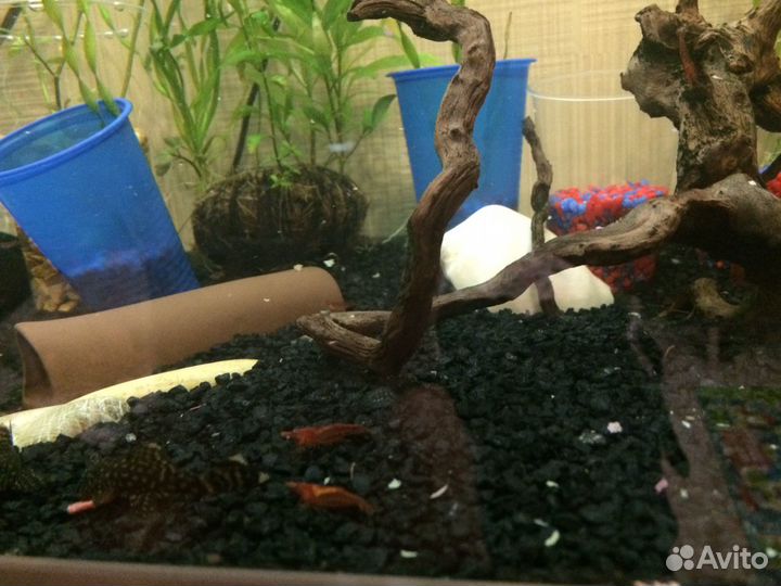 Аквариумные рыбки