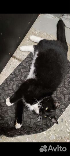 Красивый кот ищет любящую семью