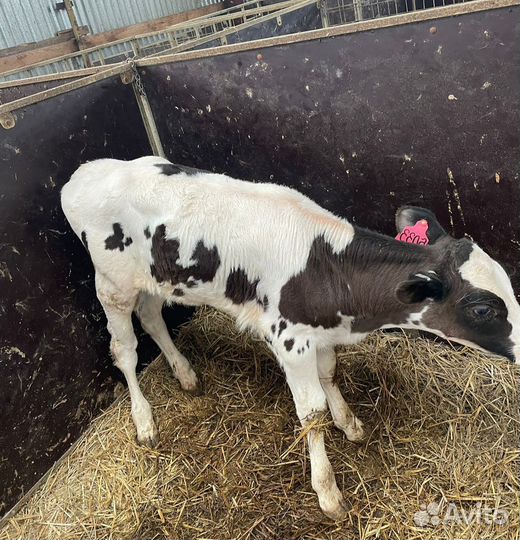 Ч Телята бычки и тёлки