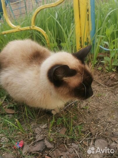 Кот в добрые руки
