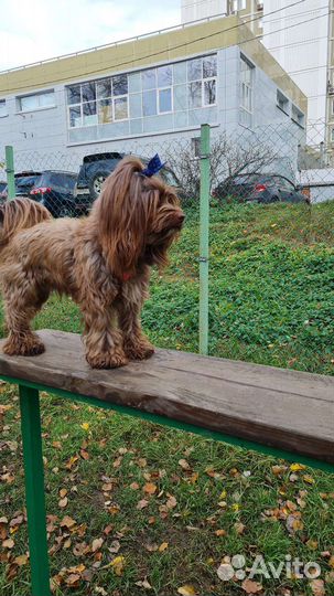 Вязка китайская хохлатая (пуховечек)