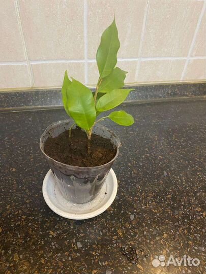 Фикус бенджамина