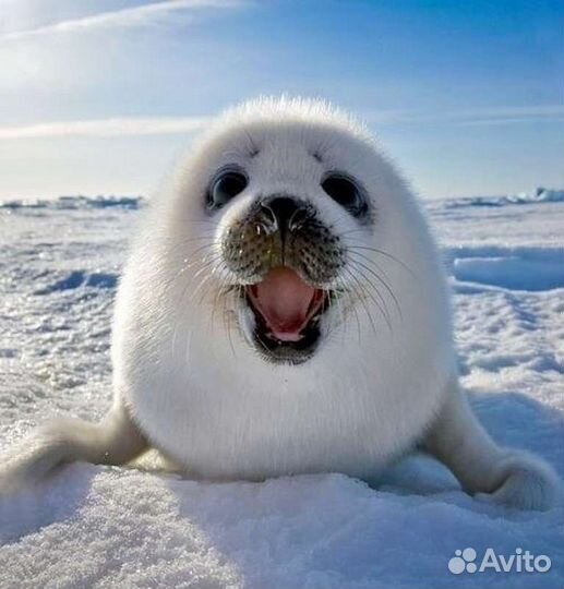 Прогулки Экскурсии Валаам,Ладожские шхеры