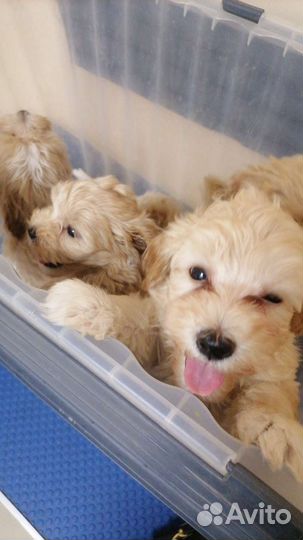 Щенки мальтипу